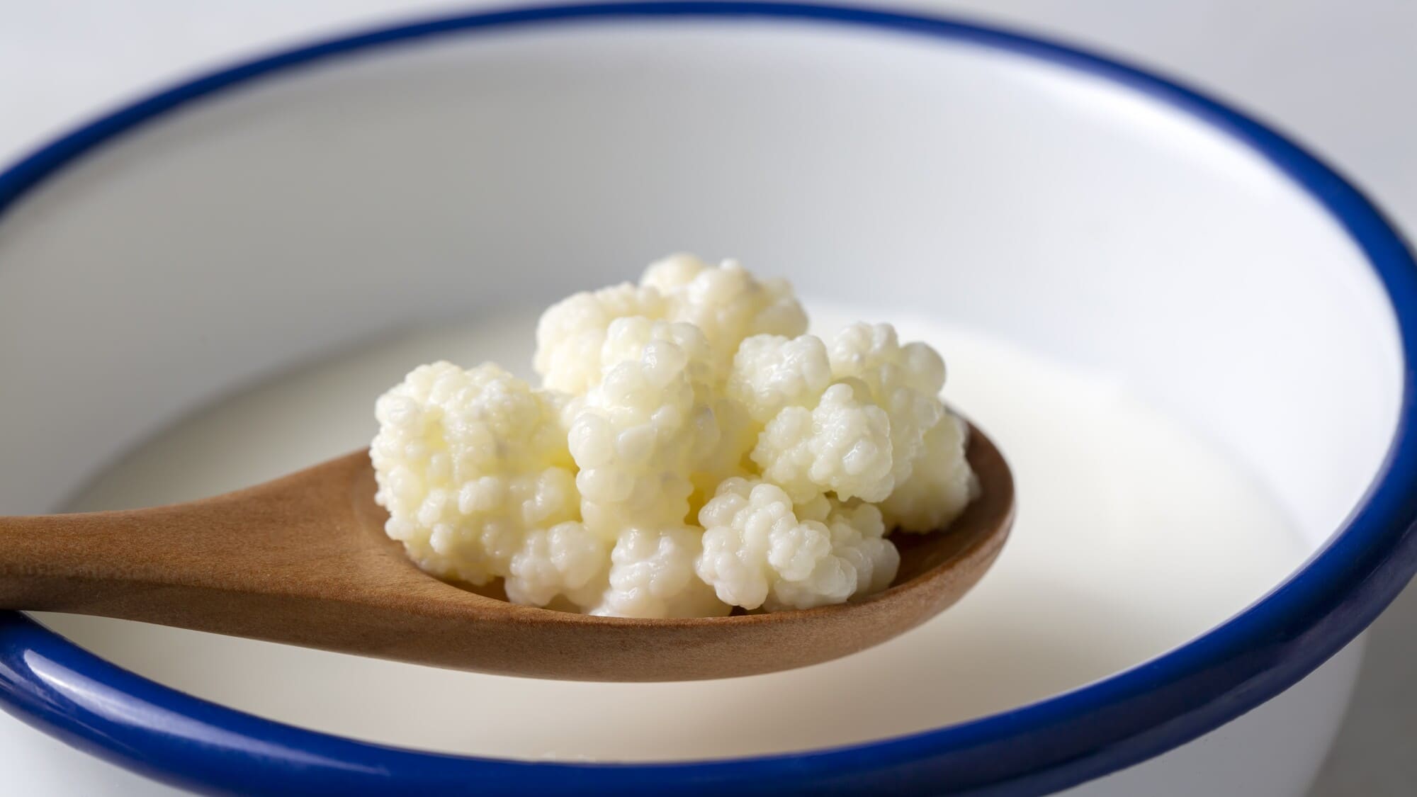 Nấm kefir tươi sống (4) - BOH Kefir